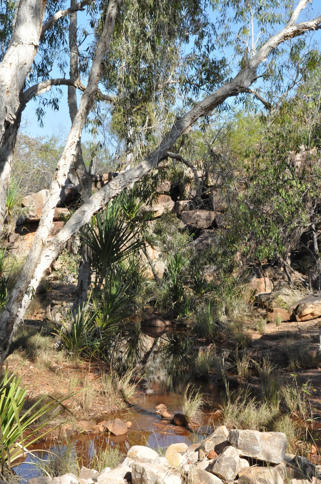 BarbaraTVan: BARBARA'S KIMBERLEY ADVENTURE - THE GIBB RIVER ROAD TO ...