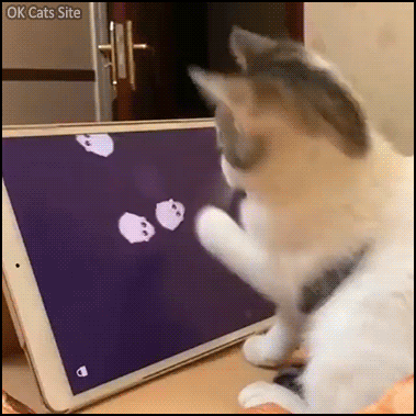 smart kitty plays mice catch game on