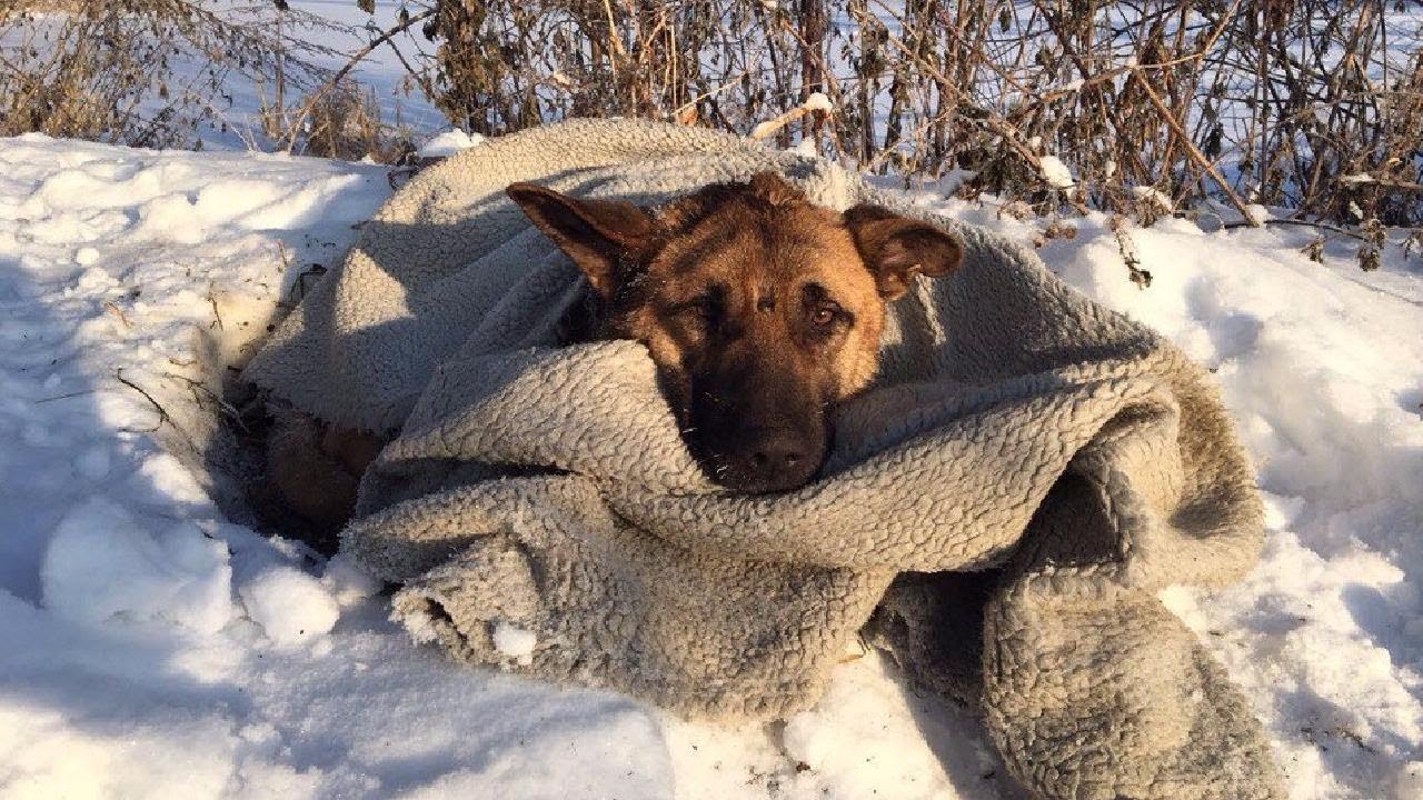 Снег голодный. Бездомные собаки зима. Собака зимой на улице. Бездомные собаки зимой на улице.