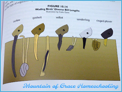 Mountain of Grace Homeschooling: Homeschool Crew Review~ Marine Biology