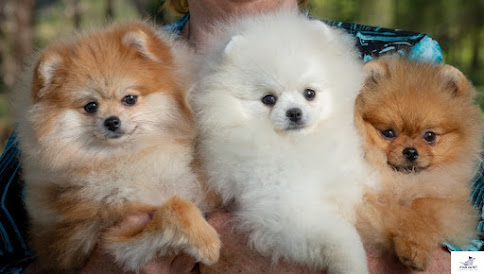 Pomeranian dog breed pictures