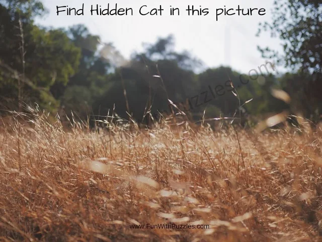 Spot the Hidden Cat Picture Puzzles: Visibility Test-4