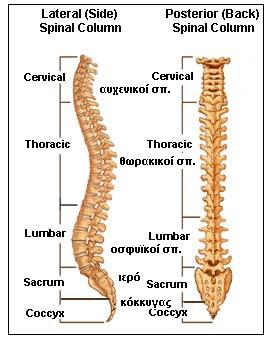 AromaTherapy Cosmos: Spinal column: the pillar of health