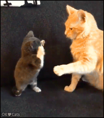 Funny Cat GIF • Brave kitten boxing big bro. He was a boxer in a previous life [cat-gifs.com]