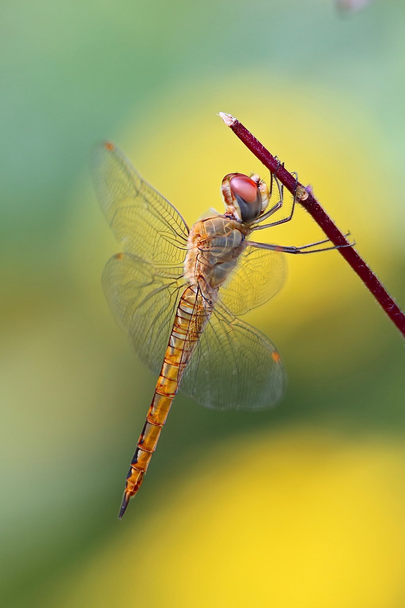 Globe Skimmer Dragonfly