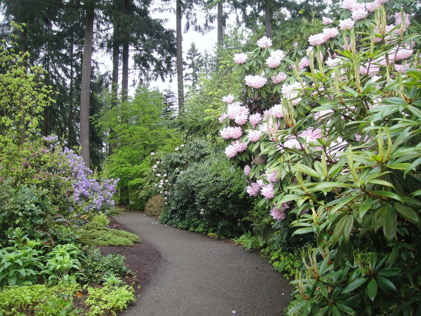 Imogen Barff White Flowering Trees Washington State Holodiscus discolor Sevenoaks Native