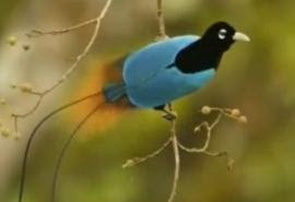 Foto Cendrawasih Biru (Blue Bird of Paradise)