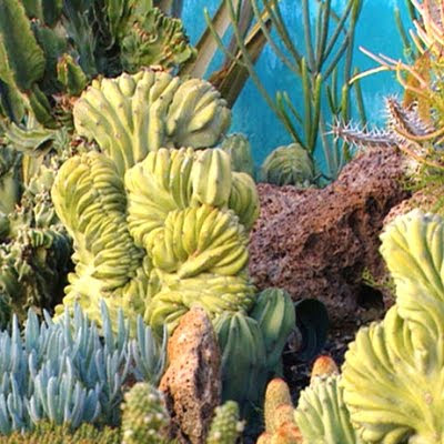 succulent garden that resembles underwater sea bed