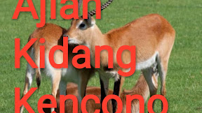 √ [KIJANG] Aji Kidang Kencana Lari Secepat Kilat Menyambar
