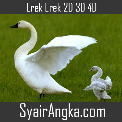Erek Erek Angsa 2D 3D 4D Di Buku Mimpi Dan Kode Alam - Syairangka.com