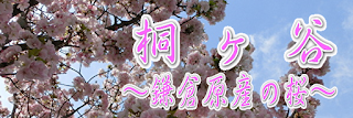 桐ヶ谷～鎌倉原産の桜～