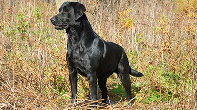 Labrador Retriever