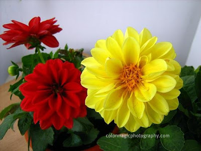 Dwarf Dahlias-yellow and red