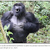 Cientistas revelam por que os gorilas batem no peito: sinalização honesta sobre o tamanho corporal