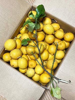 箱レモン