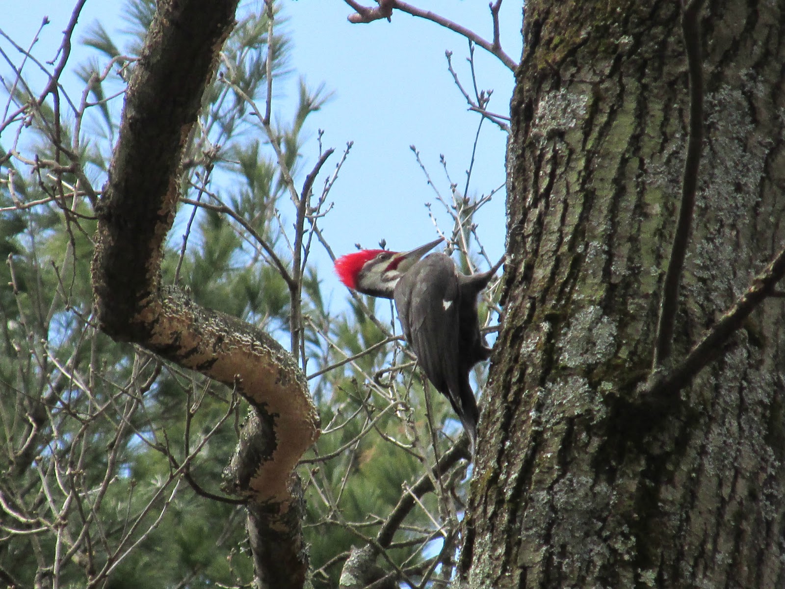 Trashpaddler Paddling To And Into Pantry Brook