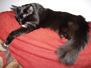 Life From A Cat's Perspective