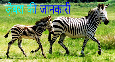 Zebra Information In Hindi