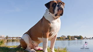 American Bulldog