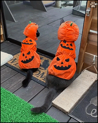 Funny Cat GIF • 2 cats wearing amazing pumpkin costume. Now they're ready for Halloween. Funny Cat GIF • 2 cats wearing amazing pumpkin costume. Now they're ready for Halloween.
