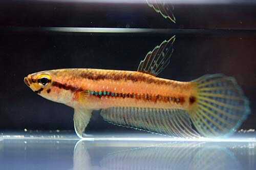 Gideon Beta Fish Jenis Jenis Ikan Cupang Atau Betta