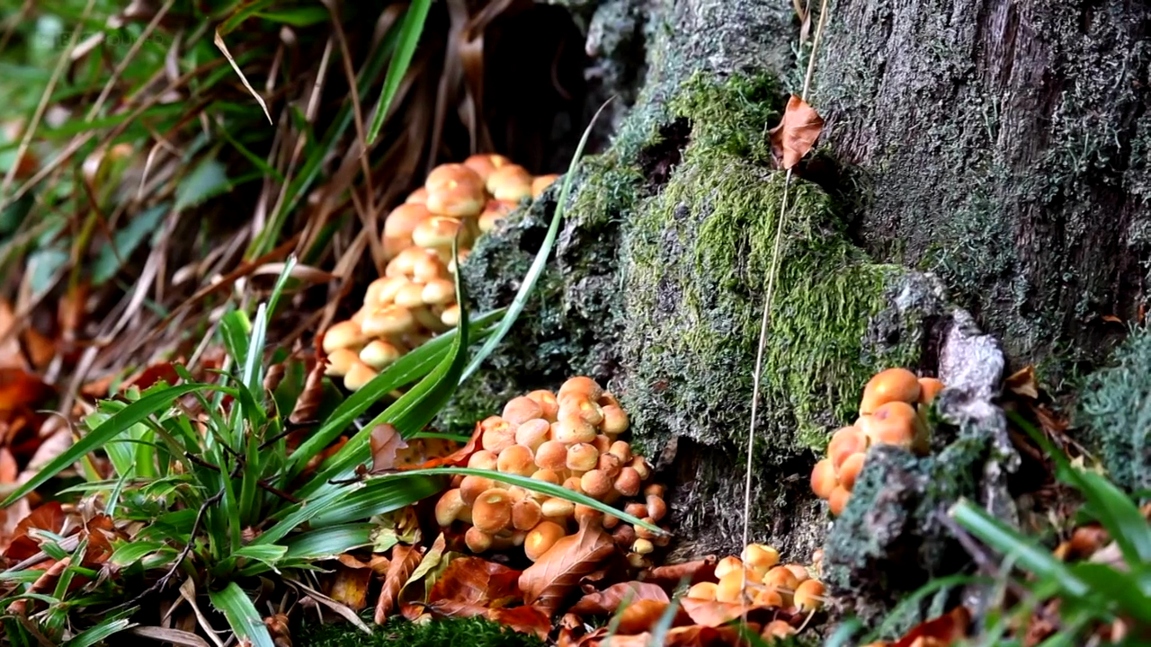 Asadal: BBC The Magic of Mushrooms (2014)