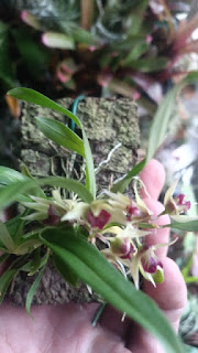 Dendrobium miserum