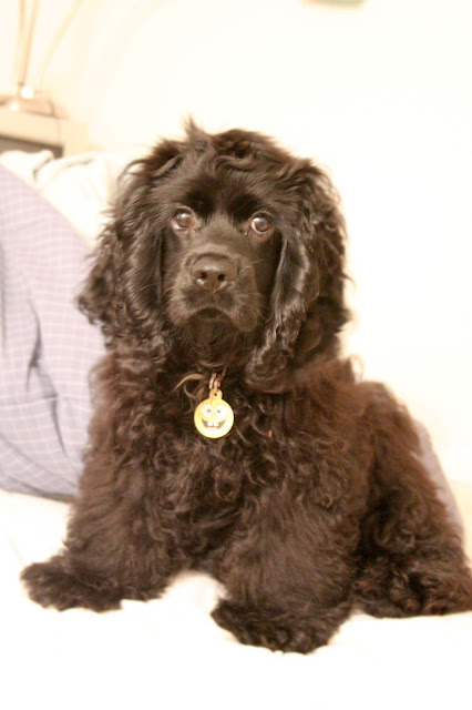 American Cocker Spaniel puppy with brown coat