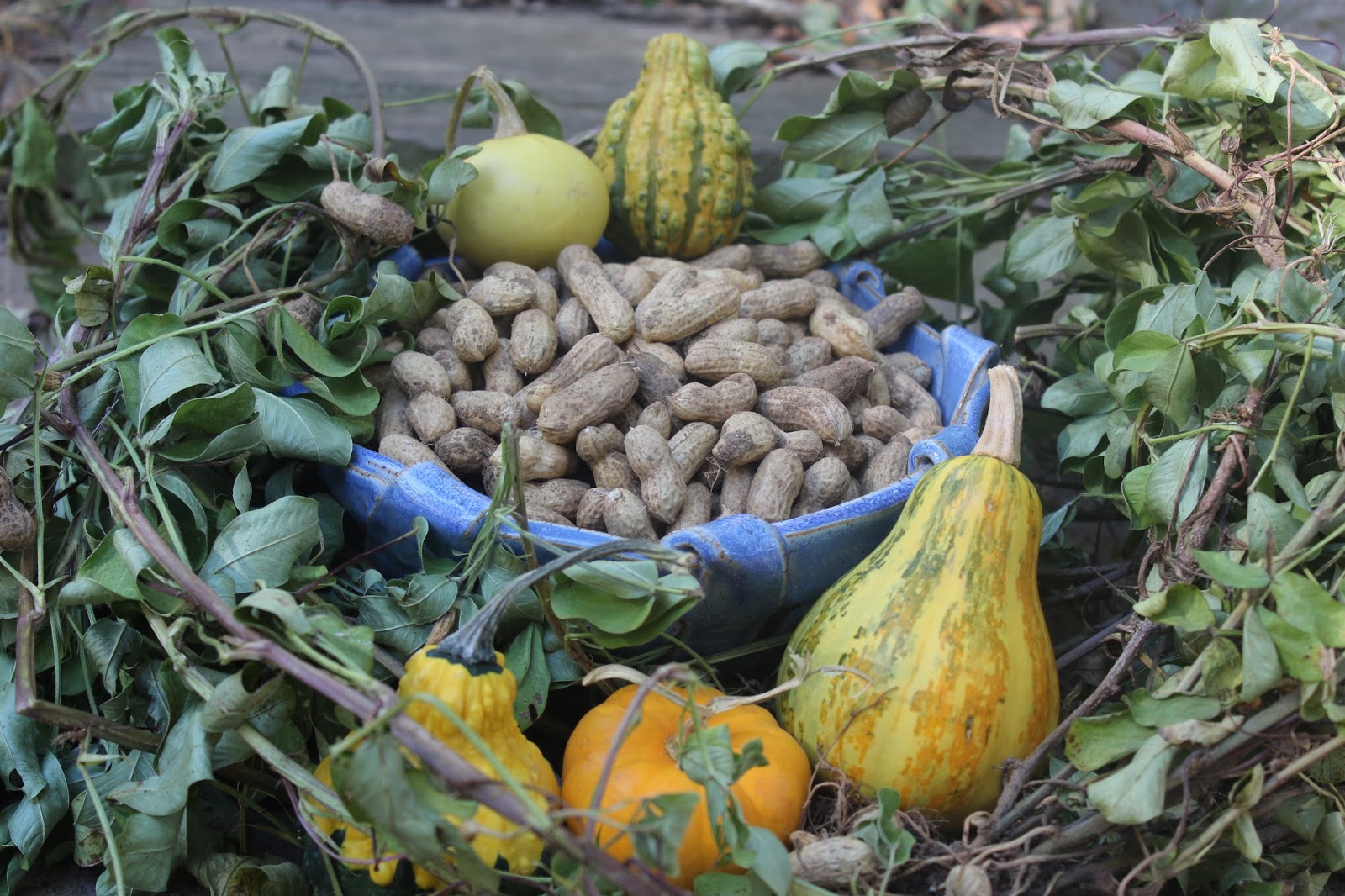Sweet Summer Farm Growing Peanuts in North