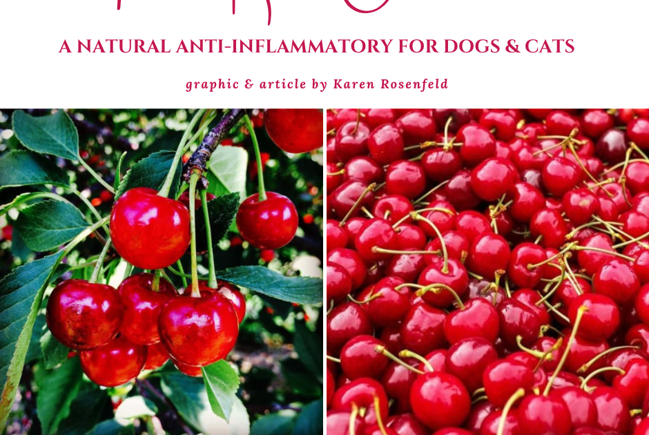 Tart Red Cherry (Sour Cherry) Alternative Medicine for Dogs and Cats