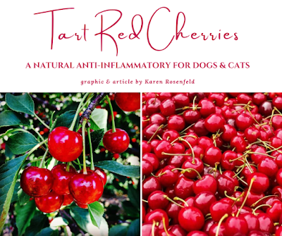 tart red cherry for dogs and cats, a natural anti-inflammatory
