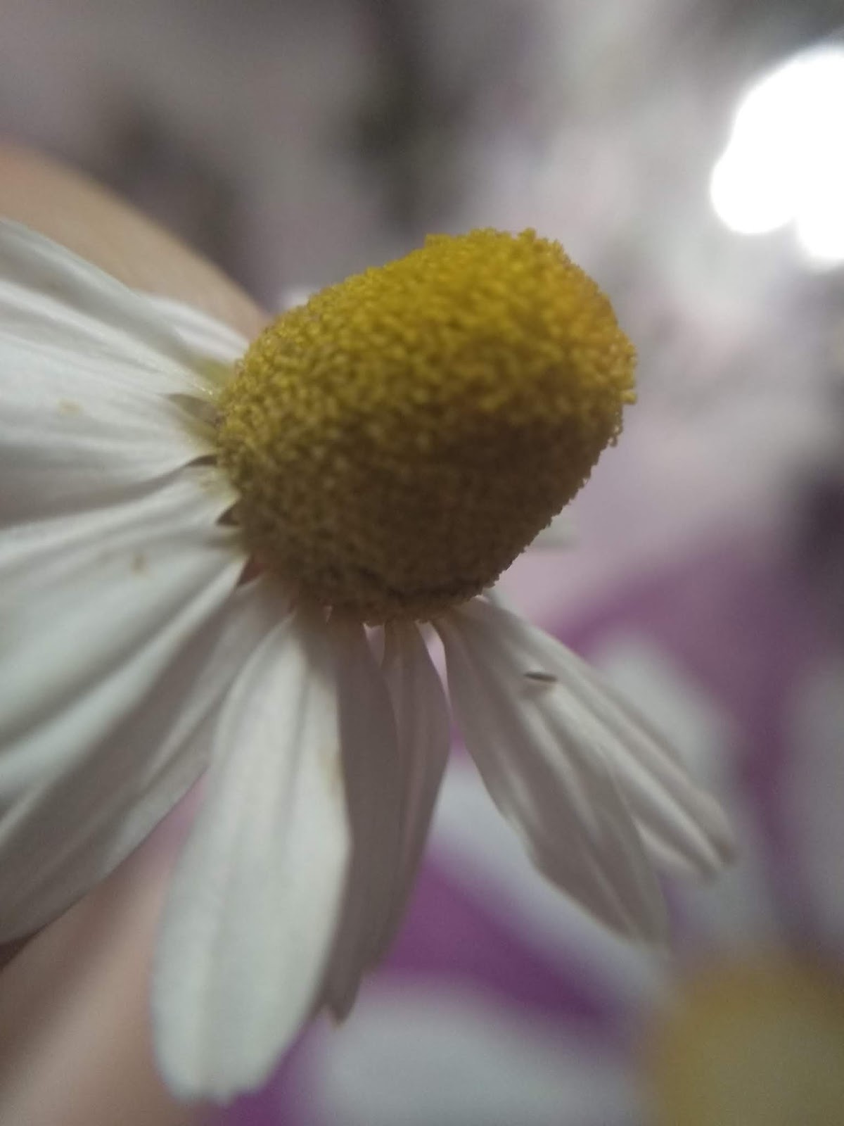 Camomilla, un fiore dalle proprietà segrete!🌻 - Ori