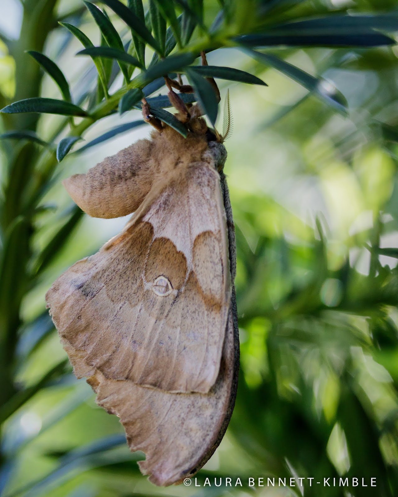 White cedar moth  Agriculture and Food