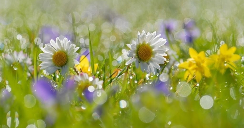 Май летние дни. Летние цветы. Солнечный цветок. Июнь природа. Лето.