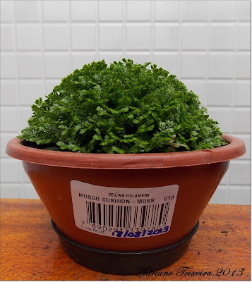 Mundo das Plantas : 2013