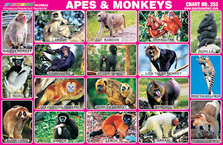 Apes & Monkeys Chart