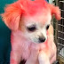 Chihuahua με ροζ γούνα!