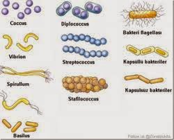 Paraziták a bakteriális gombák számára. Kórokozók jelenléte a szervezetben
