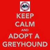 Gotta love a Sighthound