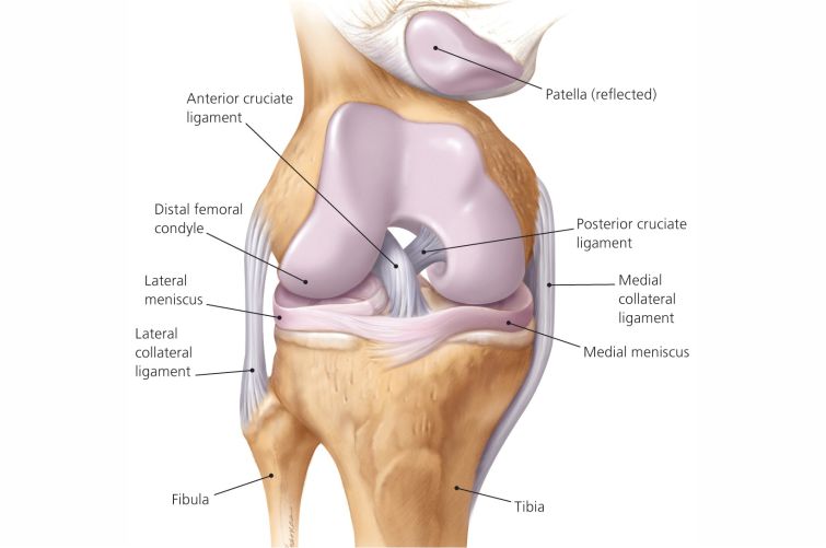 Knee Effusion Fluid or Water on the Knee Dev Orthopaedic & Joint