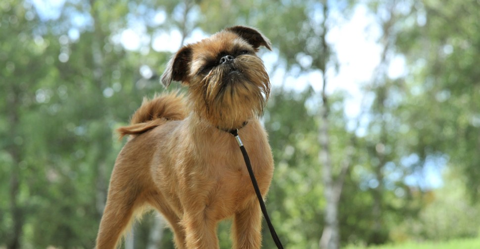 Küçük Köpek Cinsleri Nelerdir ? İşte 25 Küçük Köpek Cinsi Ve