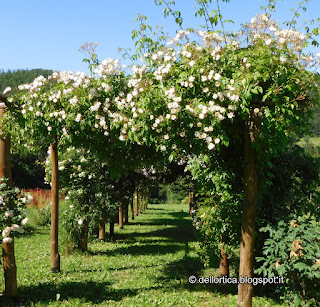 rosa del roseto del giardino della fattoria didattica dell ortica a Savigno Valsamoggia Bologna vicino Zocca nell appennino