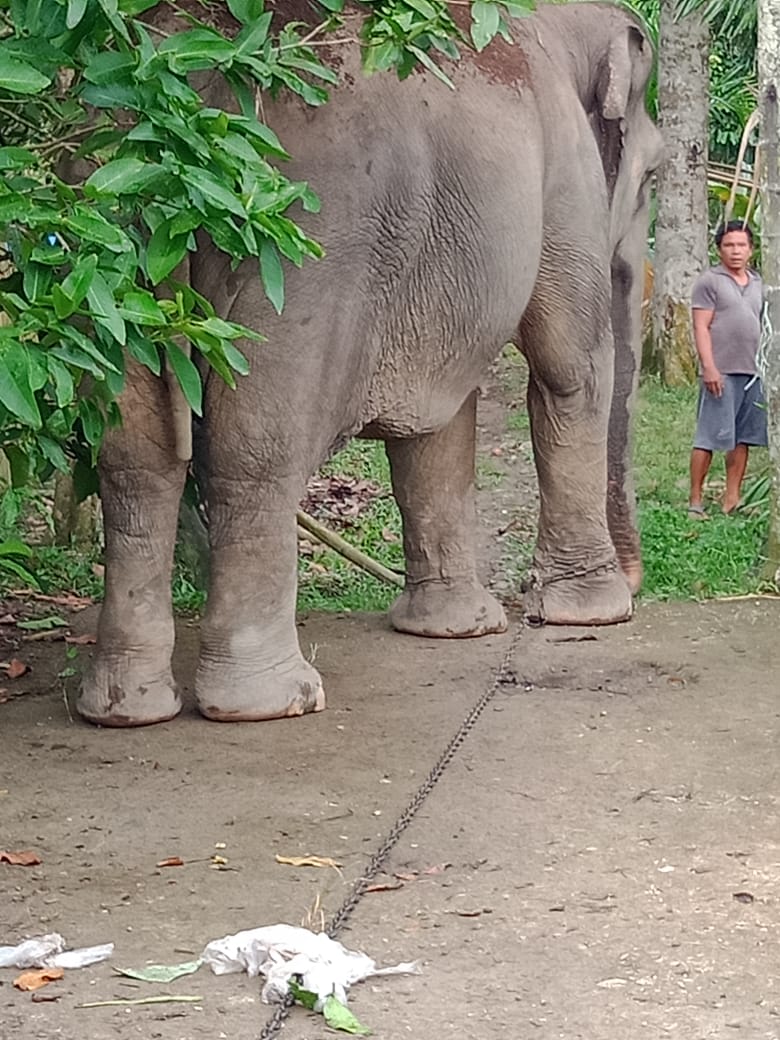 Lepas dari Kebun Binatang Medan, Gajah Mengamuk di Simalingkar B