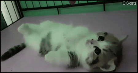 Cute Cat GIF • Aww Little sweetie on her back gently playing with human fingers Cute Cat GIF • Aww Little sweetie on her back gently playing with human fingers