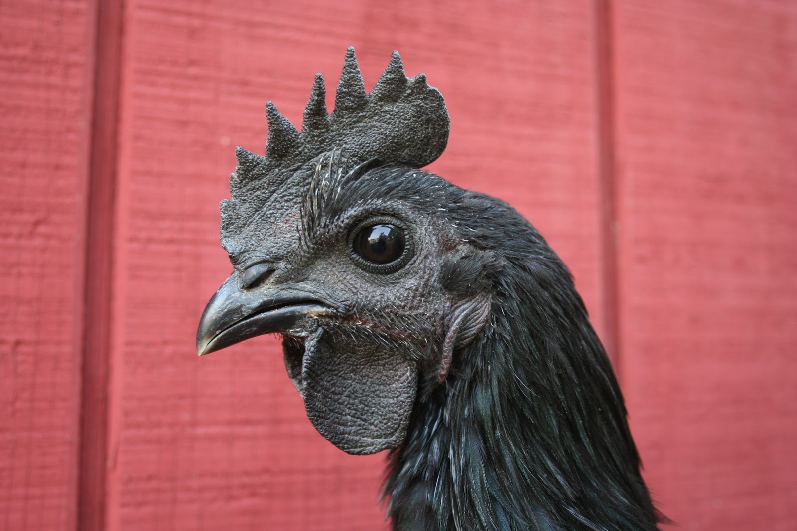 Chicken Scratch Poultry: Ayam Cemani / Black Chicken