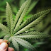 34 Medical Studies Proving Cannabis Cures Cancer