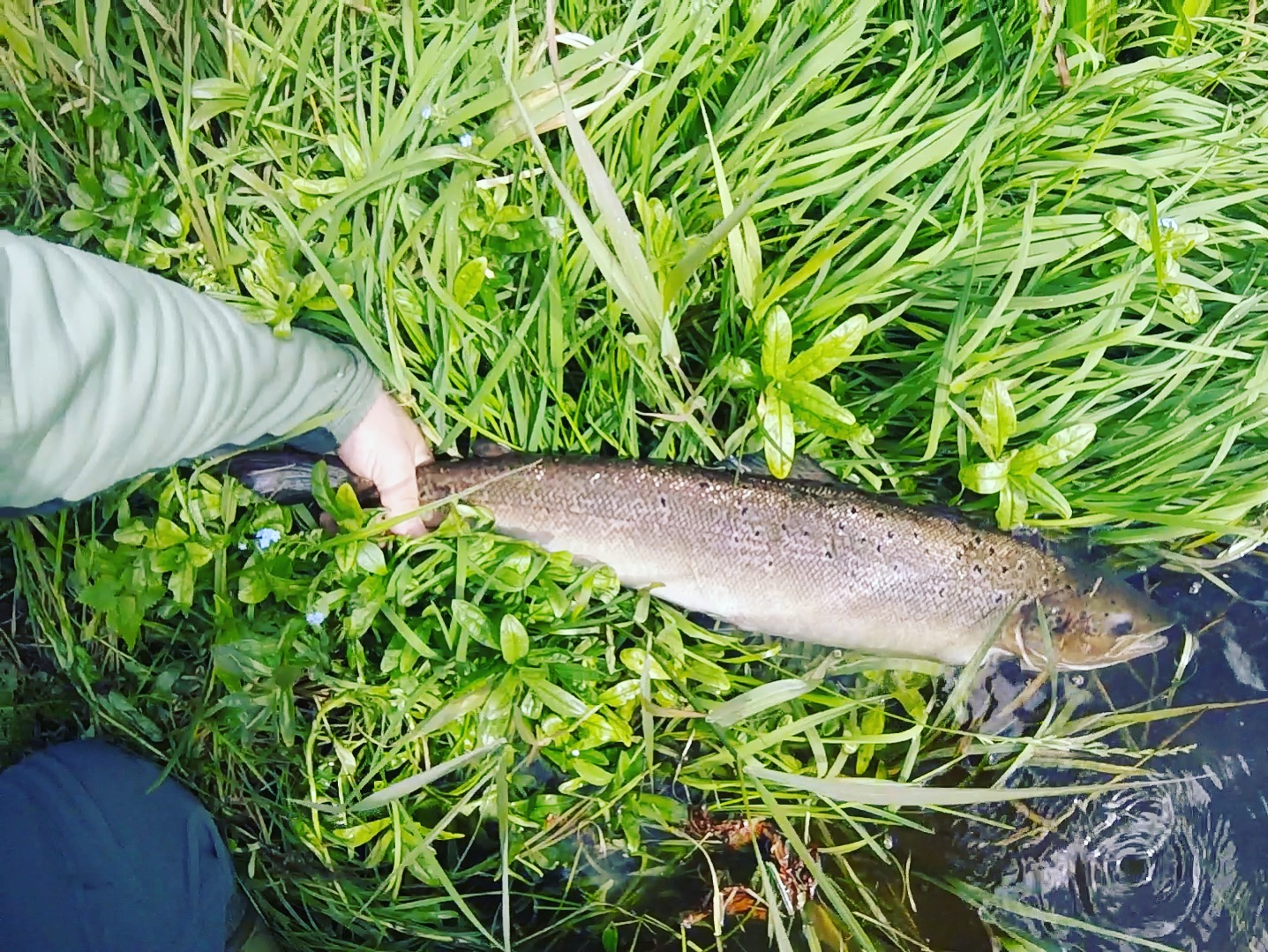 Dee & Don Salmon Fishing River Don Grilse