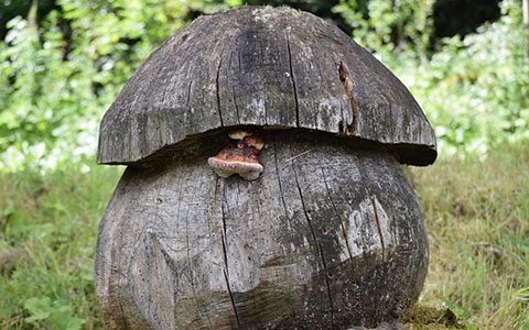 Large shapes carved out of tree stumps