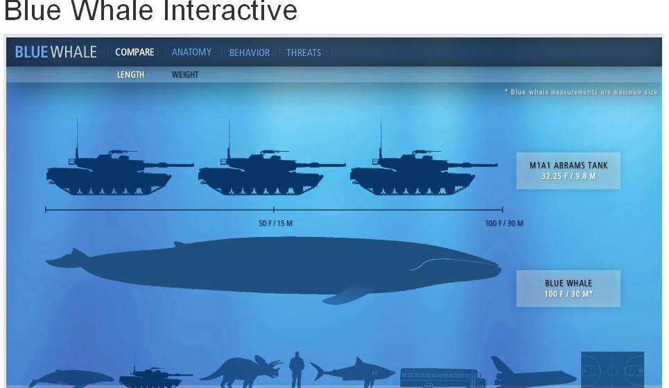 Сколько кит размер. Синий кит в сравнении. Синий кит Размеры в сравнении. Киты Размеры в сравнении. Синий кит в сравнении с человеком.