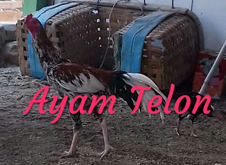 √ [PITEK] Manfaat Ayam Telon Dalam Sajen - AMALAN BLOG